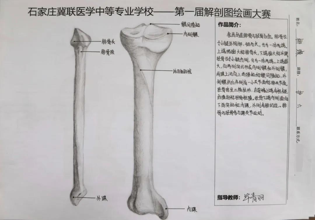 石家庄冀联医学中等专业学校首届解剖图绘画大赛12.jpg