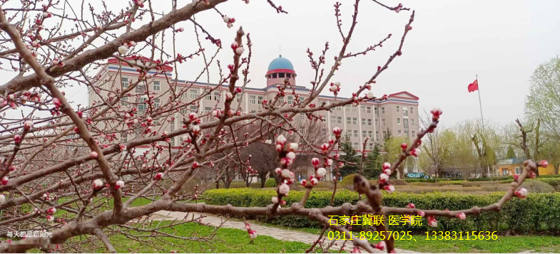 石家庄冀联医学院招生界面.png
